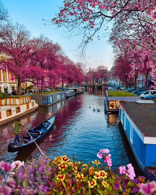 Vibrant canal lined with cherry blossoms